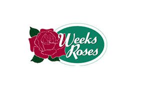 Weeks-Roses