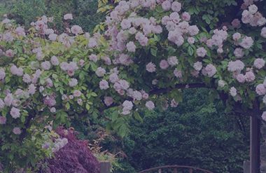 perennials and annuals